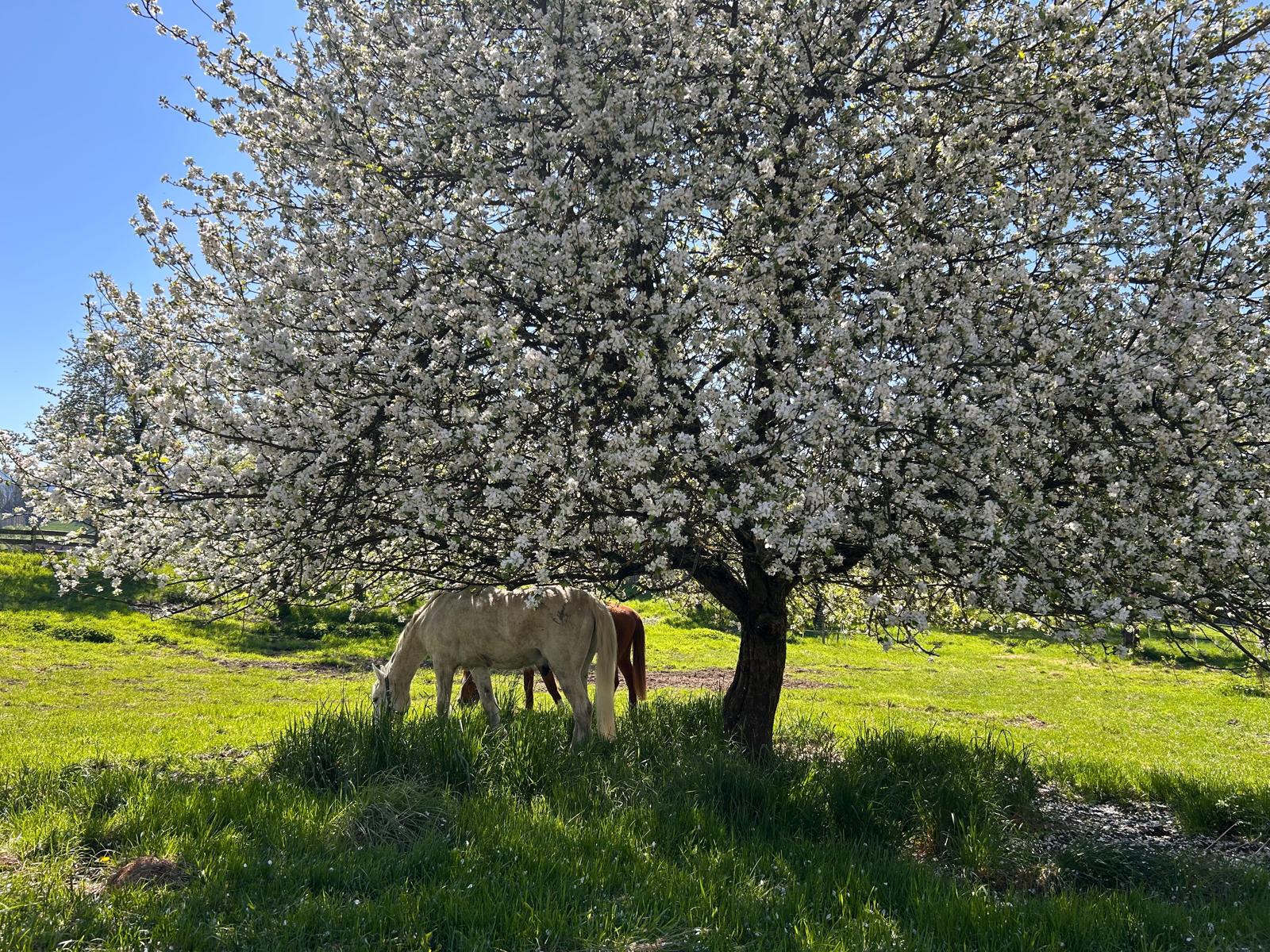 Blüten 