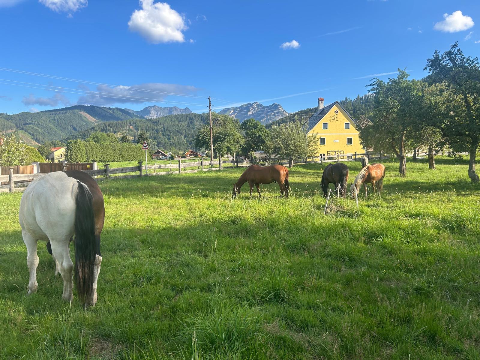 Obstgarten 