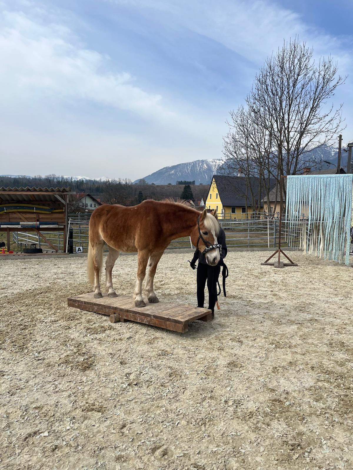 Trailwork am Reitplatz