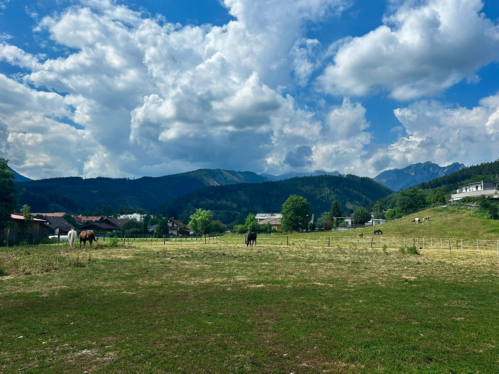 Koppeln im Hochsommer